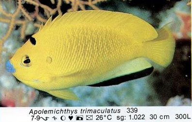 Apolemichthys trimaculatus